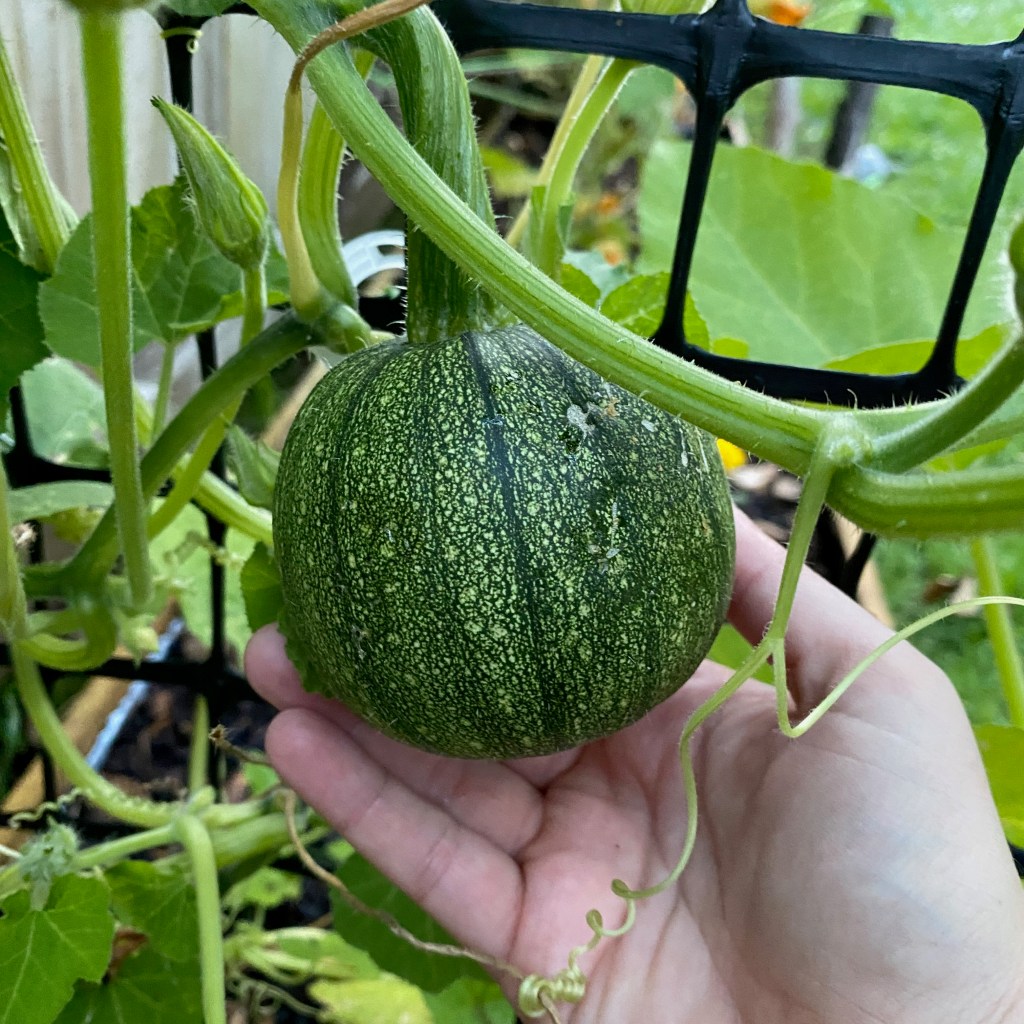 Small Wonders: Gardening