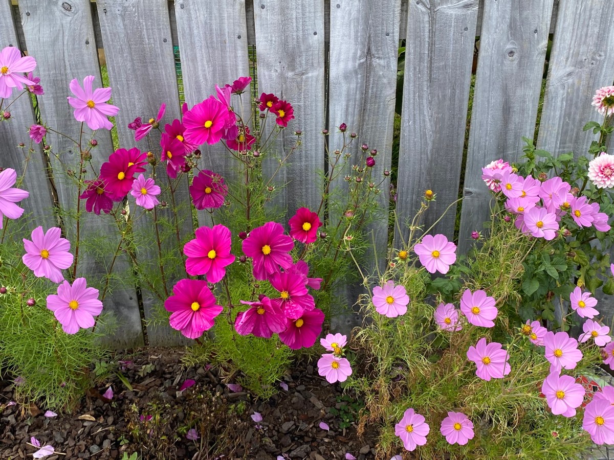 Small Wonders: Flowers