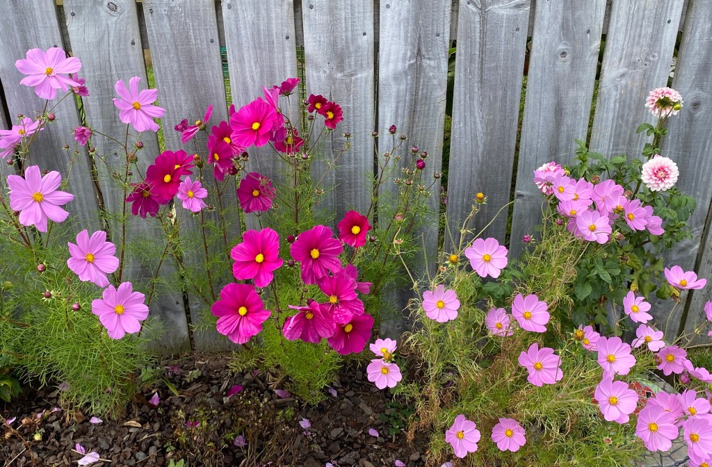 Small Wonders: Flowers