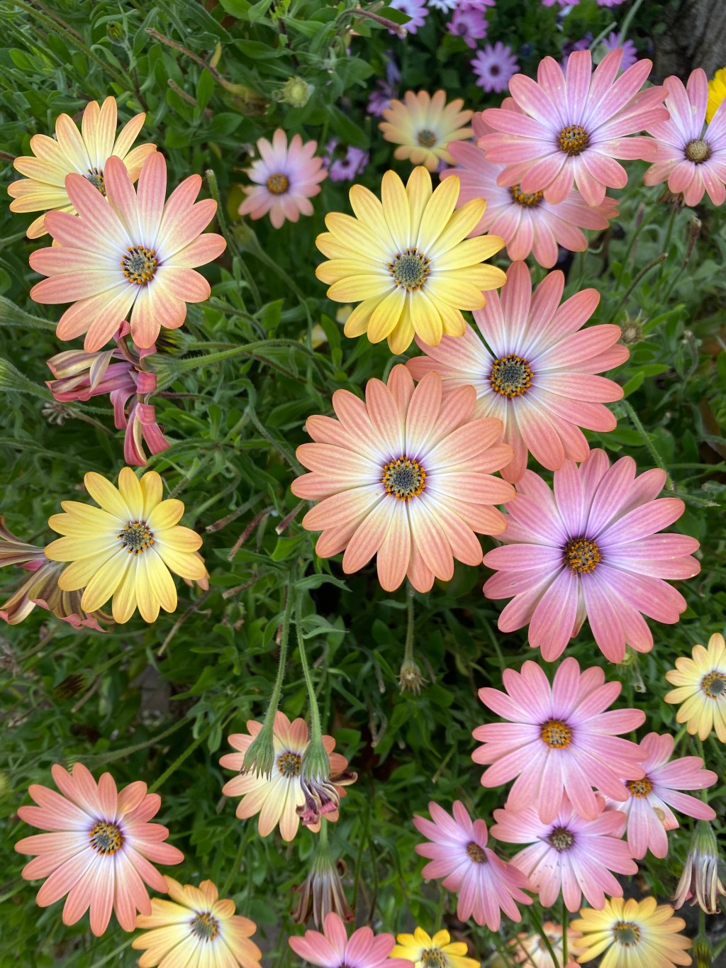 5 Small Wonders of the&nbsp;Week